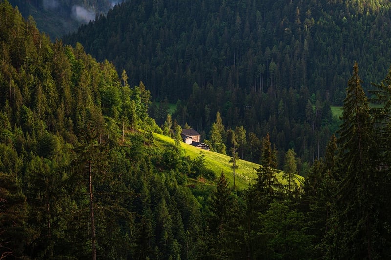Forest Cabin
